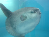越前松島水族館