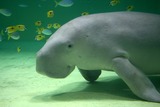 鳥羽水族館画像